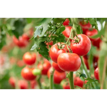 Tomato  (36)-7084007-85091.webp